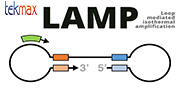 Công nghệ LAMP (Loop Mediated Isothermal Amplification)